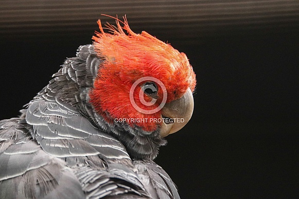 Gang-gang Cockatoo