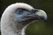 Griffon Vulture Head Shot Side Profile Close Up