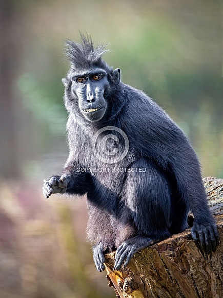 Crested macaque (Macaca Nigra) Crested macaque (Macaca Nigra)