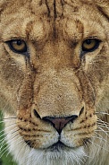 Lioness Close-Up