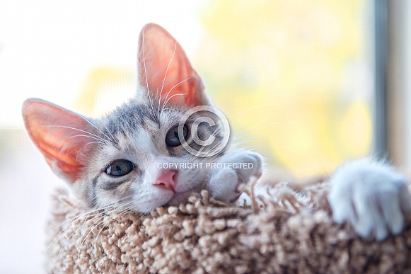 Torti Kitten Torti Kitten