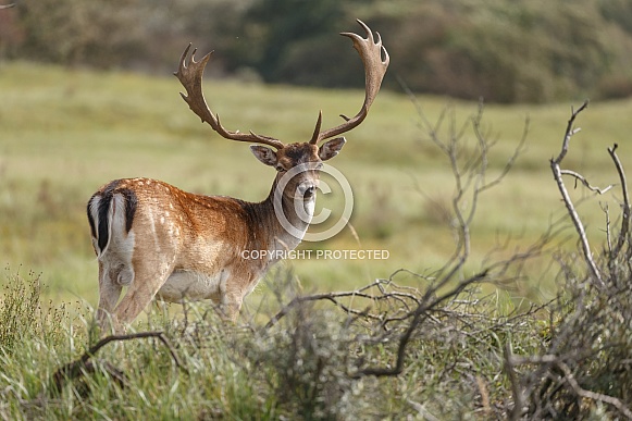 Fallow Deer Fallow Deer
