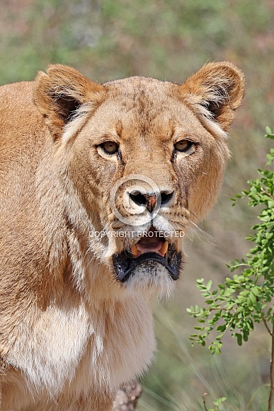 Lion (Panthera Leo) Lion (Panthera Leo)
