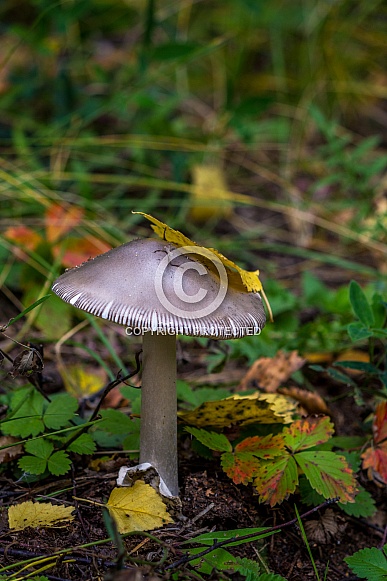 Mushroom