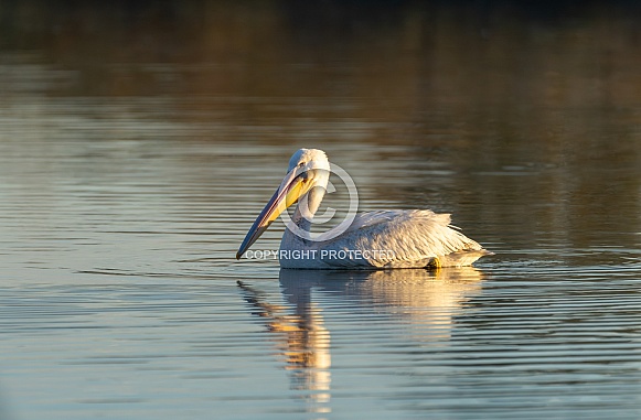 White Pelican swimming on a pond at sunrise