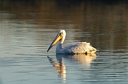 White Pelican swimming on a pond at sunrise