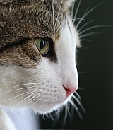 Domestic cat 