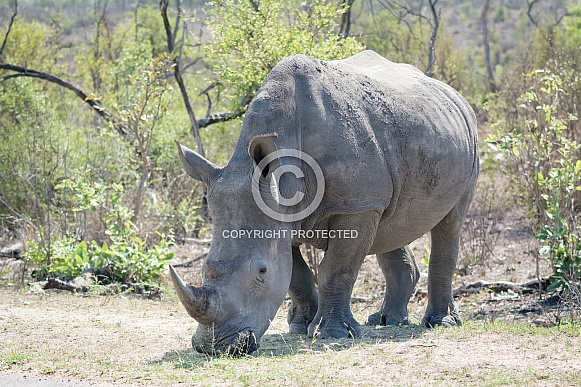 White Rhino