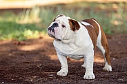 Angled portrait of a bulldog