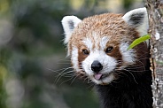 Cheeky Red Panda