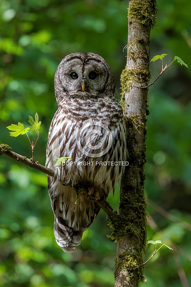 Barred Owl