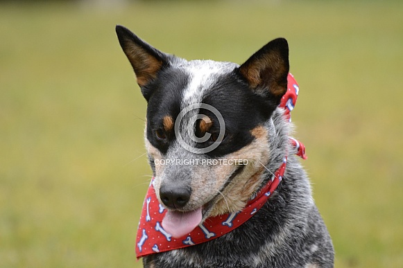 Blue Heeler Dog Blue Heeler Dog