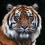 Sumatran Tiger