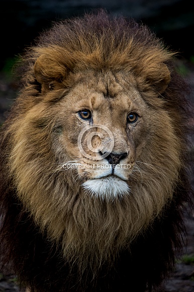 African lion African lion