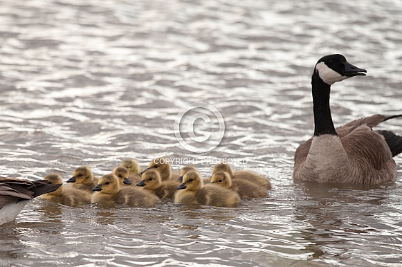 Canada goos with chicks