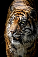 Sumatran Tiger--Searching