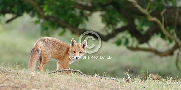 Red fox cubs