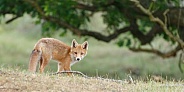 Red fox cubs