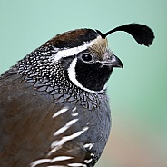 Quail bird (Coturnix coturnix)