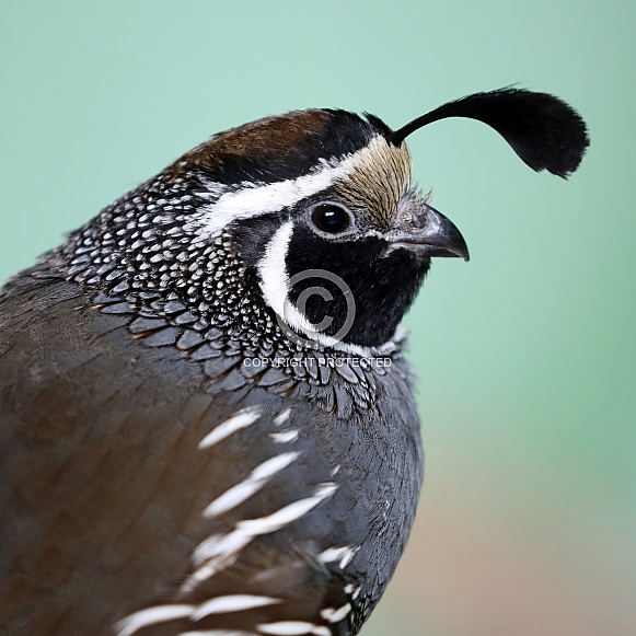 Quail bird (Coturnix coturnix) Quail bird (Coturnix coturnix)