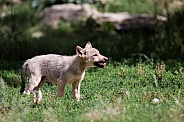 Eastern timber wolf pup