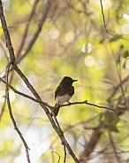 Black Phoebe, Sayornis nigricans