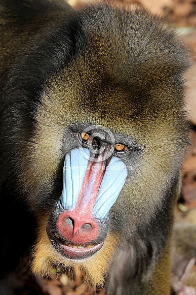 Mandrill (Mandrillus sphinx)