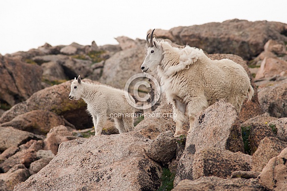 Wild mountain goat with kid Wild mountain goat with kid