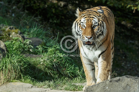 Amur Tiger
