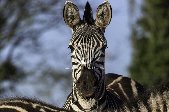 Grants Zebra Close Up