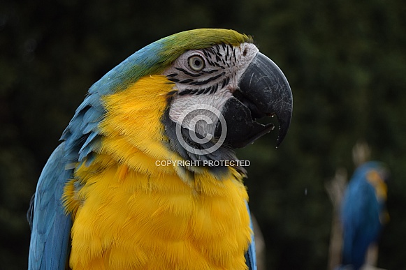 Blue and gold macaw Blue and gold macaw