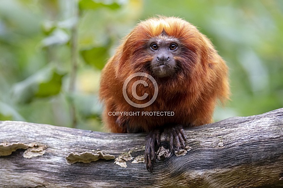 Lion Tamarin Lion Tamarin