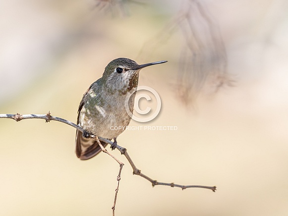 Anna's Hummingbird Female or Immature Anna's Hummingbird Female or Immature