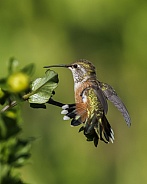 Hummingbird—Hummingbird Yoga
