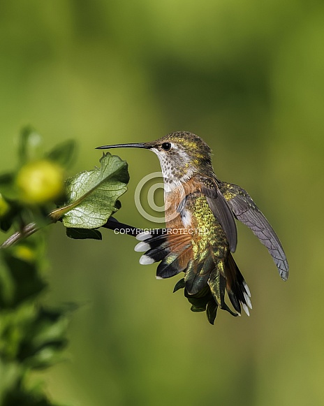 Hummingbird—Hummingbird Yoga