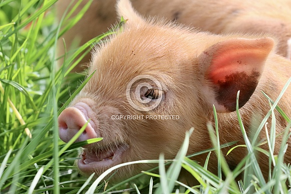 Kune Kune Piglet