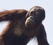 Orangutan