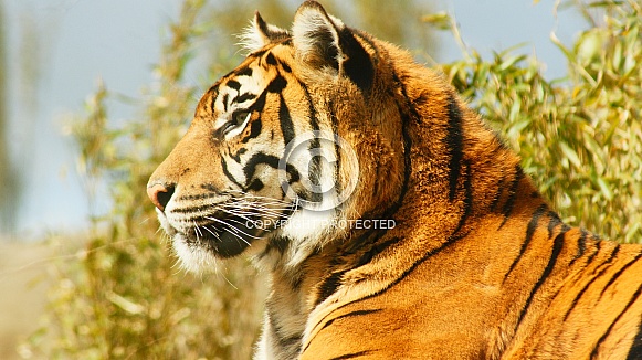 Sumatran Tiger