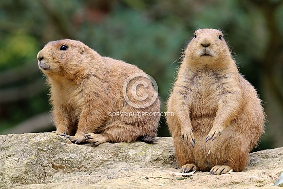 Prairie dog (Cynomys)