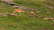 White tailed deer, Odocoileus virginianus