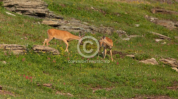 White tailed deer, Odocoileus virginianus White tailed deer, Odocoileus virginianus