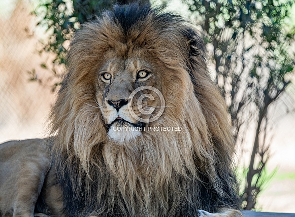 Male African lion at the zoo staring out out at the people
