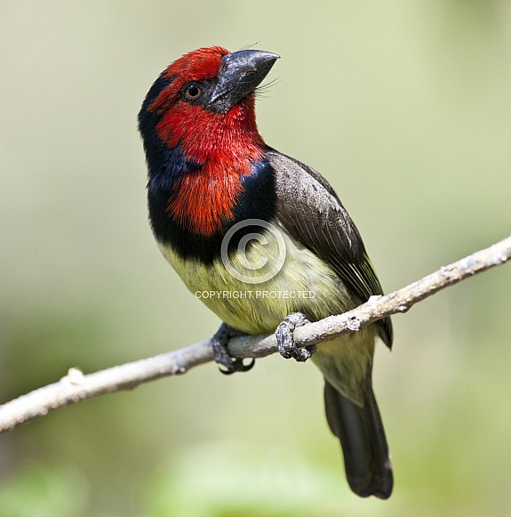 Black-collared Barbet (Lybius torquatus)