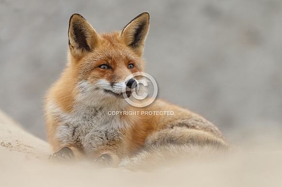 Red fox and cubs Red fox and cubs