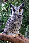 Northern white-faced owl (Ptilopsis leucotis)