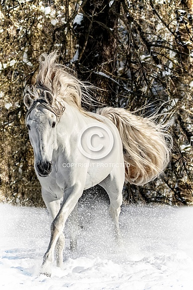 Andalusian Horse--Winter White Andalusian Horse--Winter White
