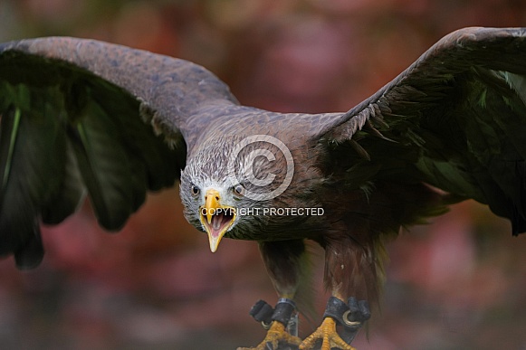 Yellow-Billed Kite