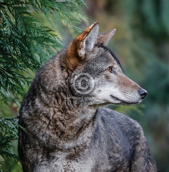 Red Wolf