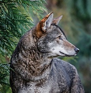 Red Wolf
