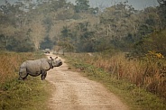 Indian rhino in the nature habitat